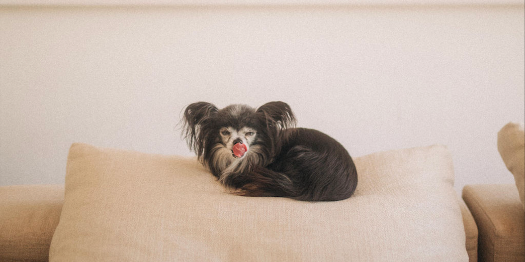 Ein Chihuahua liegt auf einem Kissen