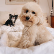 Pudel & Chihuahua nach der Fellpflege mit dem Giola Basic Care Set – Shampoo & Fellöl für die Pflegeroutine