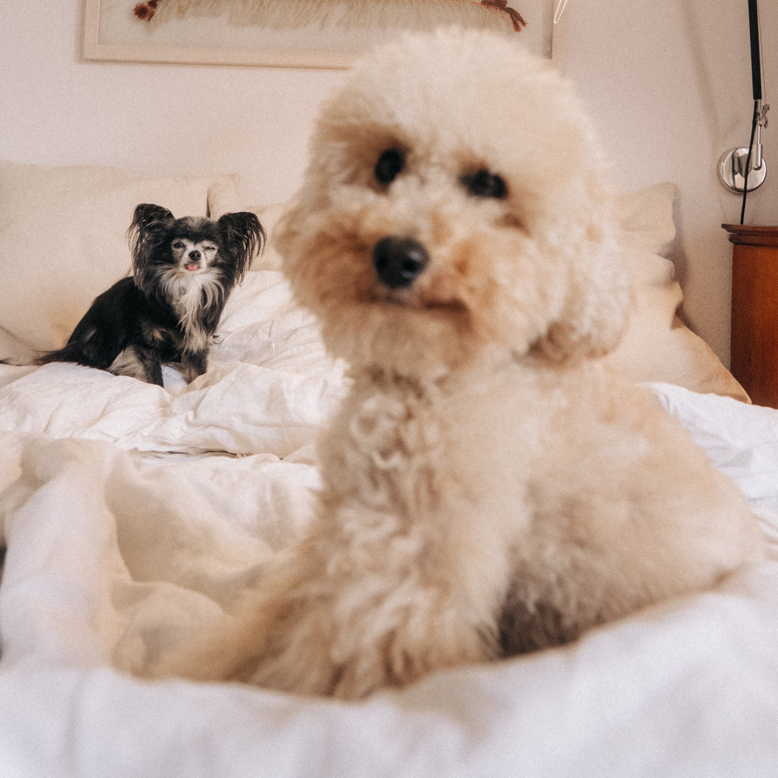 Pudel & Chihuahua nach der Fellpflege mit dem Giola Basic Care Set – Shampoo & Fellöl für die Pflegeroutine
