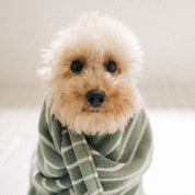 Hund nach dem Baden eingewickelt im Handtuch – Anwendung von Giola Hundeshampoo für gepflegtes, sauberes Fell