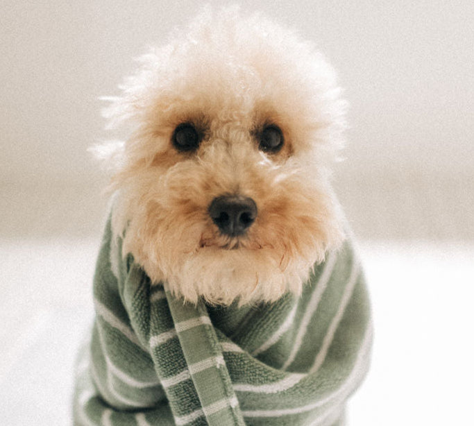 Hund nach dem Baden eingewickelt im Handtuch – Anwendung von Giola Hundeshampoo für gepflegtes, sauberes Fell