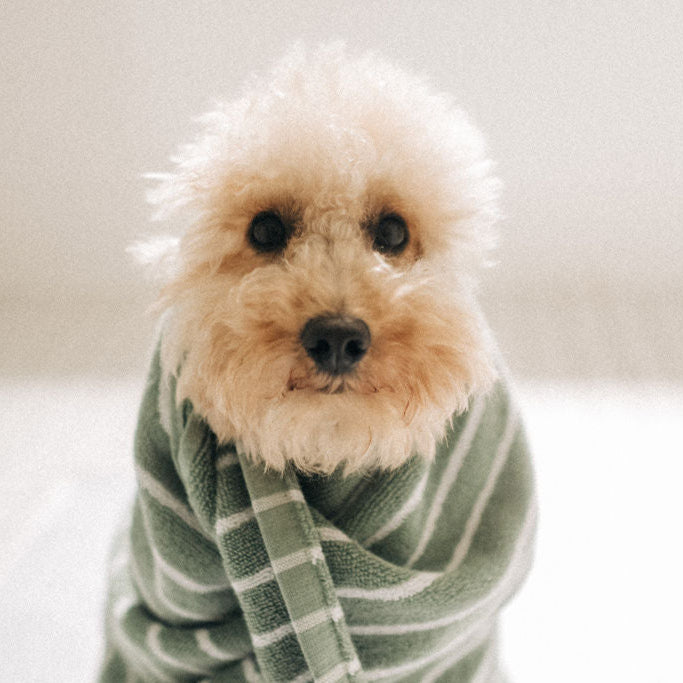 Hund nach dem Baden eingewickelt im Handtuch – Anwendung von Giola Hundeshampoo für gepflegtes, sauberes Fell